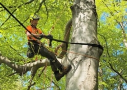 Medarbejder sikrer træ