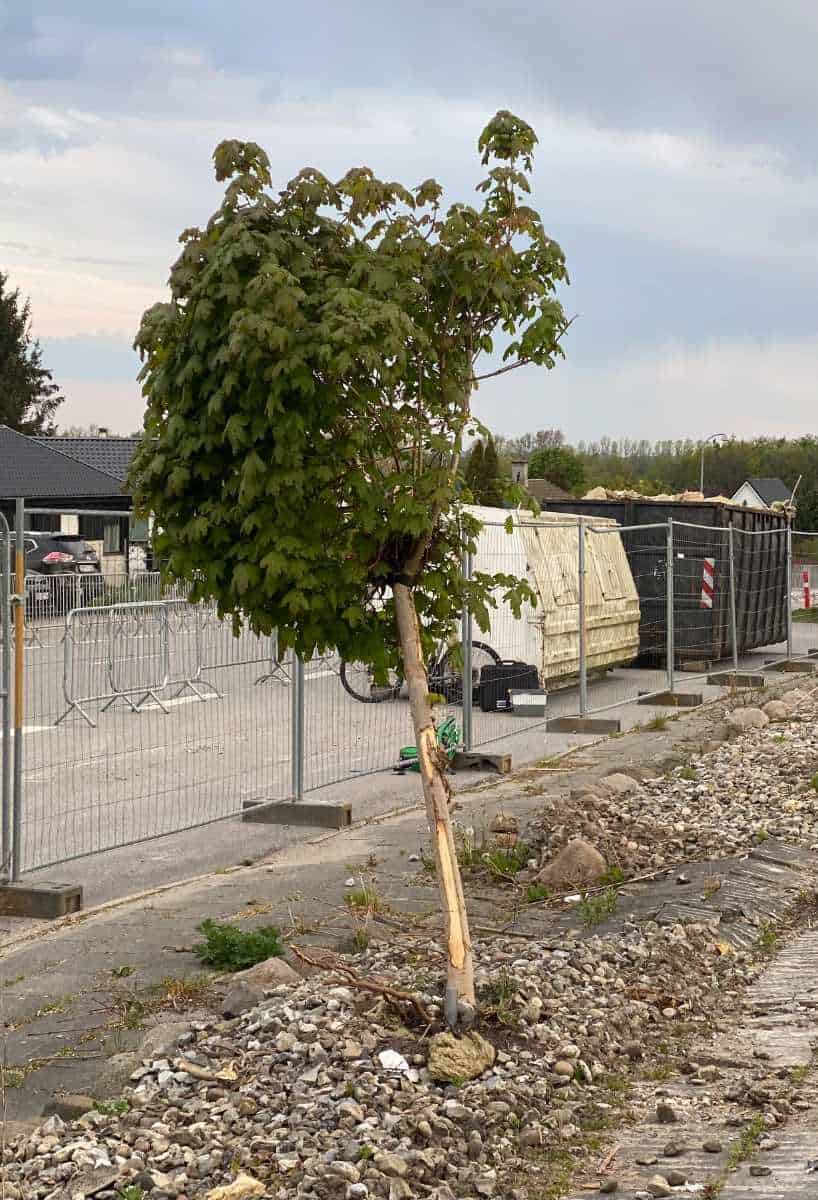 Beskyttelse af træer under byggeri | Træenighed